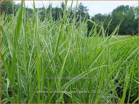 Phalaris arundinacea &#039;Dwarf Garters&#039; | Rietgras, Kanariegras | Rohrglanzgras