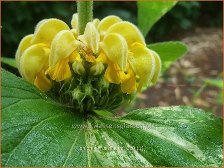 Phlomis russeliana | Brandkruid, Etagebloem, Viltkruid | Syrisches Brandkraut