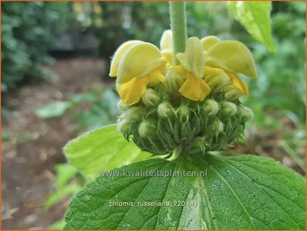 Phlomis russeliana | Brandkruid, Etagebloem, Viltkruid | Syrisches Brandkraut