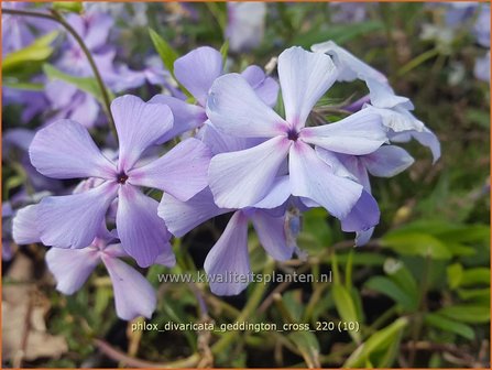 Phlox divaricata &#039;Geddington Cross&#039; | Voorjaarsvlambloem, Vlambloem, Flox, Floks | Wald-Flammenblume