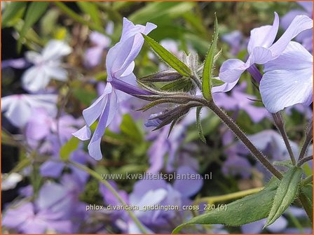 Phlox divaricata &#039;Geddington Cross&#039; | Voorjaarsvlambloem, Vlambloem, Flox, Floks | Wald-Flammenblume