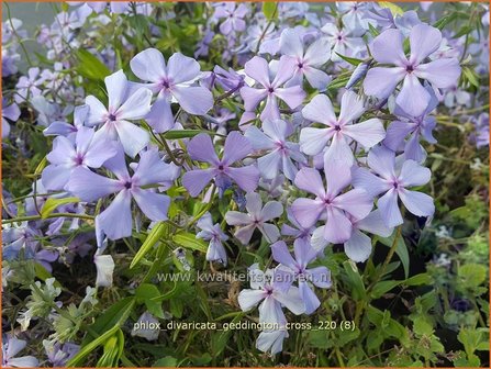 Phlox divaricata &#039;Geddington Cross&#039; | Voorjaarsvlambloem, Vlambloem, Flox, Floks | Wald-Flammenblume