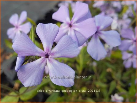 Phlox divaricata &#039;Geddington Cross&#039; | Voorjaarsvlambloem, Vlambloem, Flox, Floks | Wald-Flammenblume