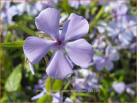 Phlox divaricata &#039;Geddington Cross&#039; | Voorjaarsvlambloem, Vlambloem, Flox, Floks | Wald-Flammenblume