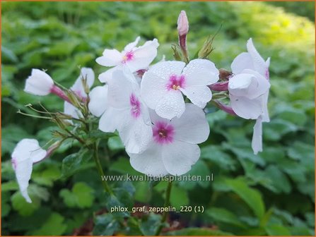 Phlox &amp;#39;Green Lion&amp;#39; | Hoge vlambloem, Vlambloem, Flox, Floks | Hohe Flammenblume