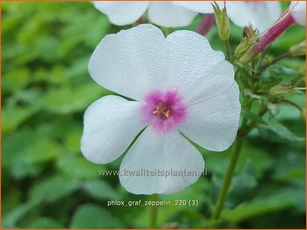 Phlox &amp;#39;Green Lion&amp;#39; | Hoge vlambloem, Vlambloem, Flox, Floks | Hohe Flammenblume