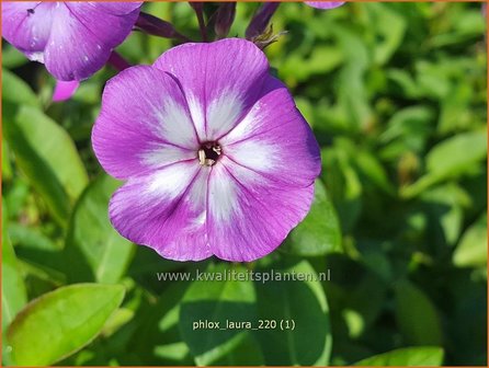 Phlox &#039;Laura&#039; | Hoge vlambloem, Vlambloem, Flox, Floks | Hohe Flammenblume