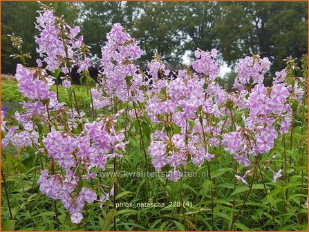 Phlox &#039;Natascha&#039; | Hoge vlambloem, Vlambloem, Flox, Floks | Hohe Flammenblume