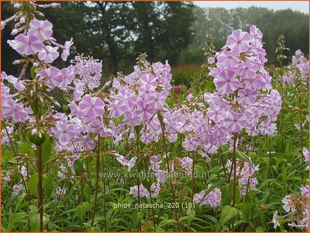 Phlox &#039;Natascha&#039; | Hoge vlambloem, Vlambloem, Flox, Floks | Hohe Flammenblume