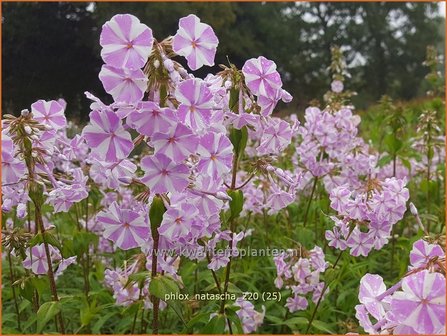 Phlox &#039;Natascha&#039; | Hoge vlambloem, Vlambloem, Flox, Floks | Hohe Flammenblume