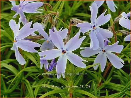 Phlox &amp;#39;Oakington Blue Eyes&amp;#39; | Kruipphlox, Vlambloem, Flox, Floks | Polsterphlox