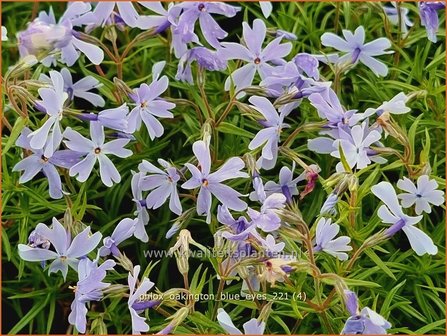 Phlox &amp;#39;Oakington Blue Eyes&amp;#39; | Kruipphlox, Vlambloem, Flox, Floks | Polsterphlox