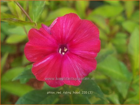 Phlox &#039;Red Riding Hood&#039; | Hoge vlambloem, Vlambloem, Flox, Floks | Hohe Flammenblume