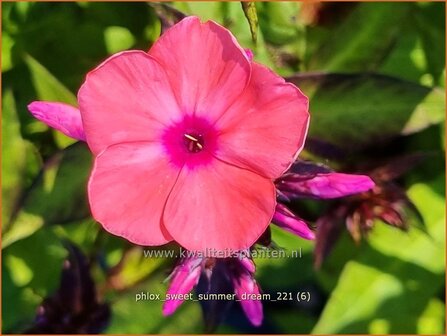 Phlox &#039;Sweet Summer Dream&#039; | Hoge vlambloem, Vlambloem, Flox, Floks | Hohe Flammenblume