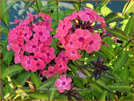 Phlox &#039;Sweet Summer Dream&#039; | Hoge vlambloem, Vlambloem, Flox, Floks | Hohe Flammenblume