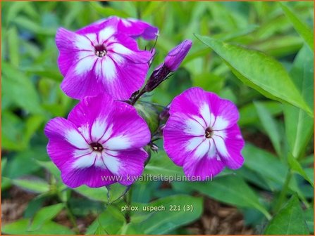 Phlox &amp;#x0027;Laura&amp;#x0027; | Hoge vlambloem, Vlambloem, Flox, Floks | Hohe Flammenblume