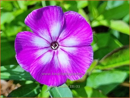 Phlox &amp;#x0027;Laura&amp;#x0027; | Hoge vlambloem, Vlambloem, Flox, Floks | Hohe Flammenblume