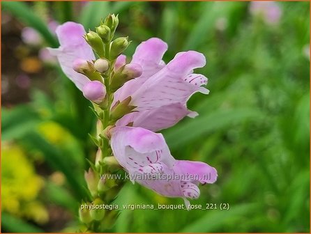 Physostegia virginiana &amp;#39;Bouquet Rose&amp;#39; | Scharnierbloem | Gelenkblume