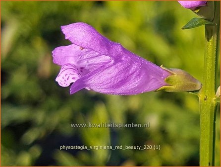 Physostegia virginiana &amp;#39;Red Beauty&amp;#39; | Scharnierbloem | Gelenkblume