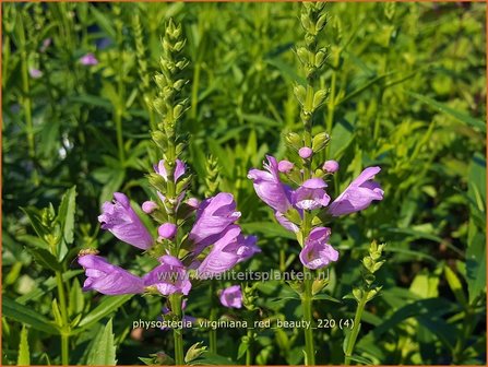 Physostegia virginiana &amp;#39;Red Beauty&amp;#39; | Scharnierbloem | Gelenkblume