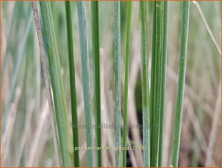 Poa labillardierei &amp;#39;Glauca&amp;#39; | Blauw beemdgras, Beemdgras | Hechtblaues Rispengras