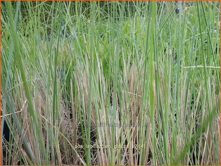 Poa labillardierei &amp;#39;Glauca&amp;#39; | Blauw beemdgras, Beemdgras | Hechtblaues Rispengras