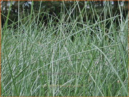 Poa labillardierei &amp;#39;Glauca&amp;#39; | Blauw beemdgras, Beemdgras | Hechtblaues Rispengras