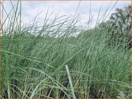 Poa labillardierei &amp;#39;Glauca&amp;#39; | Blauw beemdgras, Beemdgras | Hechtblaues Rispengras