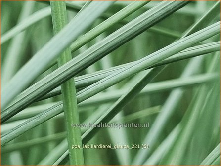 Poa labillardierei &amp;#39;Glauca&amp;#39; | Blauw beemdgras, Beemdgras | Hechtblaues Rispengras