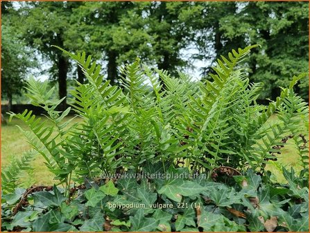 Polypodium vulgare | Gewone eikvaren, Eikvaren | Engels&uuml;&szlig;
