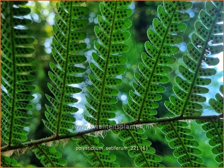 Polystichum setiferum | Zachte naaldvaren, Naaldvaren | Filigranfarn