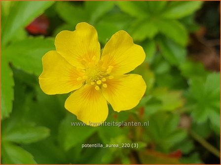 Potentilla aurea | Gouden ganzerik, Ganzerik | Gold-Fingerkraut