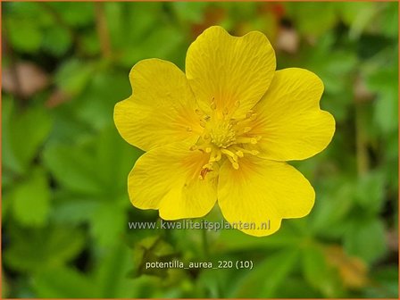 Potentilla aurea | Gouden ganzerik, Ganzerik | Gold-Fingerkraut