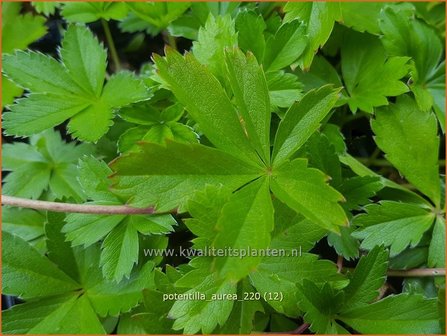 Potentilla aurea | Gouden ganzerik, Ganzerik | Gold-Fingerkraut