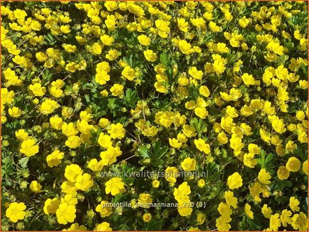 Potentilla neumanniana | Voorjaarsganzerik, Ganzerik | Fr&uuml;hlings-Fingerkraut