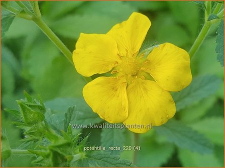 Potentilla recta | Rechte ganzerik, Ganzerik | Hohes Fingerkraut