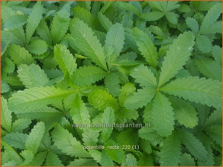 Potentilla recta | Rechte ganzerik, Ganzerik | Hohes Fingerkraut