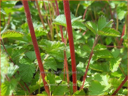 Potentilla rupestris | Rotsganzerik | Felsen-Fingerkraut