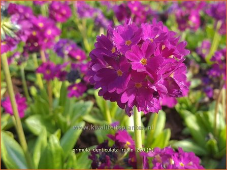 Primula denticulata &amp;#39;Rubin&amp;#39; | Bolprimula, Kogelprimula, Sleutelbloem | Kugelprimel