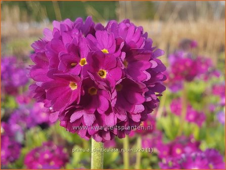 Primula denticulata &amp;#39;Rubin&amp;#39; | Bolprimula, Kogelprimula, Sleutelbloem | Kugelprimel