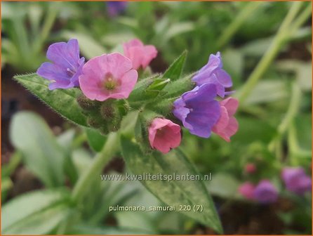 Pulmonaria &amp;#39;Samurai&amp;#39; | Longkruid | Lungenkraut