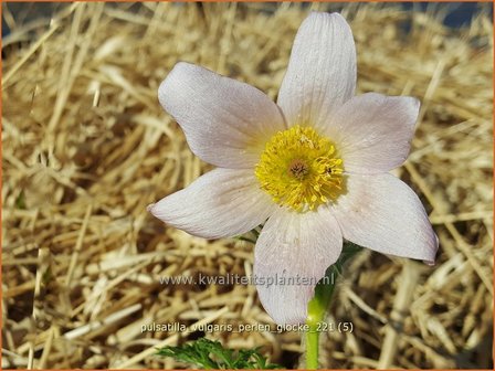 Pulsatilla vulgaris &amp;#39;Perlen Glocke&amp;#39; | Wildemanskruid | Gew&ouml;hnliche Kuhschelle