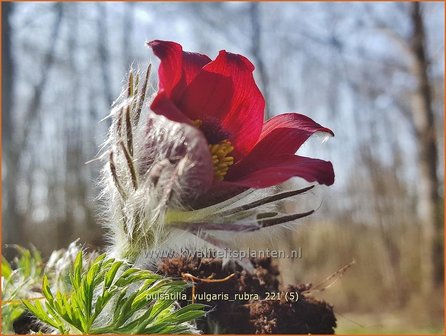 Pulsatilla vulgaris &amp;#39;Rubra&amp;#39; | Wildemanskruid | Gew&ouml;hnliche Kuhschelle