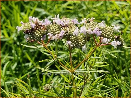 Pycnanthemum flexuosum | Ranke bergmunt, Bergmunt | D&uuml;nnbl&auml;ttrige Scheinbergminze