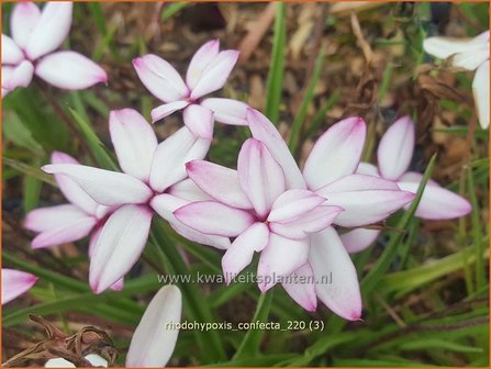 Rhodohypoxis confecta | Roodsterretje, Sterretjesgras | Grasstern