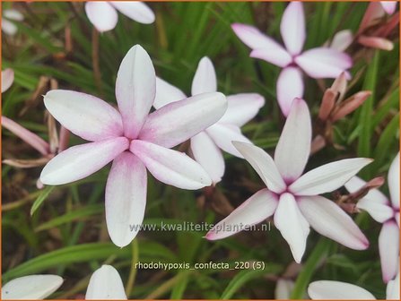 Rhodohypoxis confecta | Roodsterretje, Sterretjesgras | Grasstern