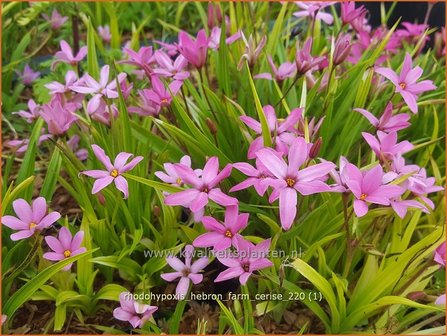 Rhodohypoxis &amp;#39;Hebron Farm Cerise&amp;#39; | Roodsterretje, Sterretjesgras | Grasstern