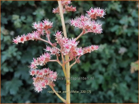 Rodgersia aesculifolia | Kastanjebladige astilbe, Schout-bij-nacht, Kijkblad | Kastanienbl&auml;ttriges Schaublatt