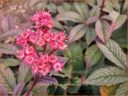 Rodgersia &amp;#39;Bronze Peacock&amp;#39; | Schout-bij-nacht, Kijkblad | Schaublatt