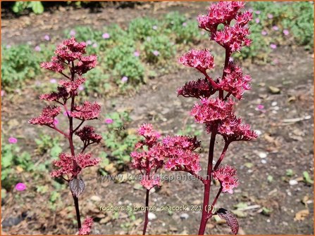 Rodgersia &amp;#39;Bronze Peacock&amp;#39; | Schout-bij-nacht, Kijkblad | Schaublatt